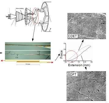 More sliding occurs between fascicles in the highly loaded SDFT tendon than in the positional CDET