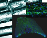 A microscope image of the fibre composite material showing cell attached the the rods and the rods within the matrix