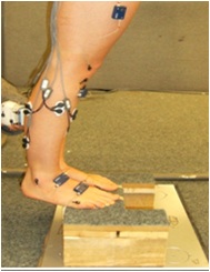 Experimental set up for recording tendon mechanics during training
