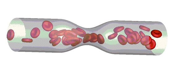 Red blood cell flow in a small blood vessel