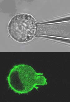 Pipette aspiration of a single cell transfected with eGFP-actin as used to determin the viscoelastic properties