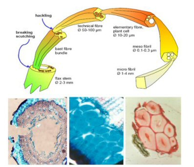 Microstructure of a flax plant showing its hierarchical composite-like structure from stem (left) to technical fibre bundle (middle) to elementary fibre cell (right).