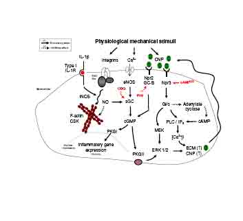 Mechanism showing the protective effects of CNP