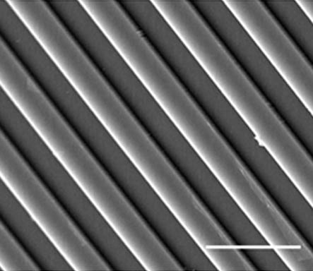 SEM image showing microtopography on which stem cells show orientated and elongated primary cilia leading to alterations in cilia signalling