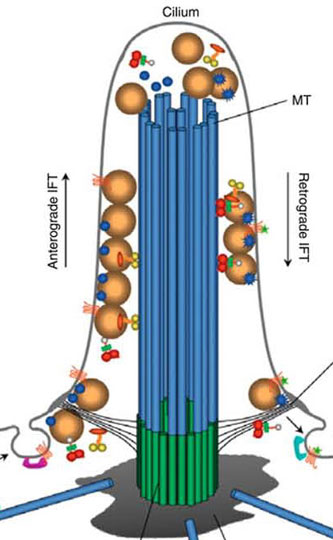Schematic diagram showing the structure of the cilium and the mechanism of IFT for assembly/disassembly