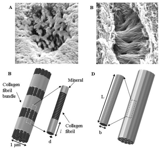 A model for the incompletely mineralized collagen nanofibril in HPR rickets mice