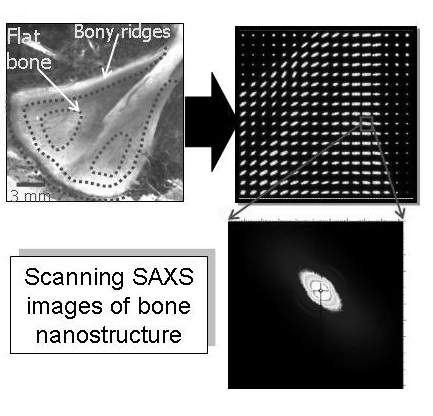 Scanning synchrotron SAXS maps on scapulae of rachitic bone