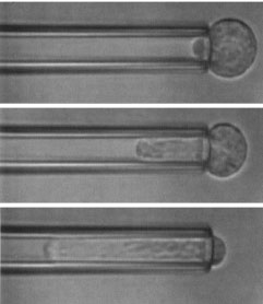 Micropipette aspiration of a neutrophil (adapted from Mientao et al, 1993, Passive mechanical behaviour of human neutrophils. Biophysical J.) 