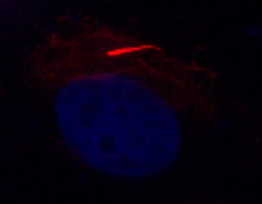 Lithium elongates chondrocyte primary cilia - confocal image showing cilia labelled in red and nuclei labelled blue.