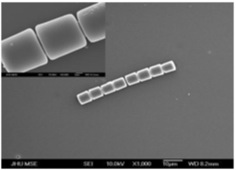 Fig. 2 Overlapping of interface distortions by neighbouring particles induces oriented capillary self-assembly, as seen from this experimental picture with lithographically-defined cylindrical colloids.
