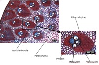 Fig. 1: A cross section of Miscanthus, a high-yield energy crop. The cross section has been stained to highlight the chemical heterogeneity of the material. Notice the high porosity of the plant. Because of this feature, a 12% w/w concentration of Miscanthus fills space almost completely, which makes the suspension extremely 