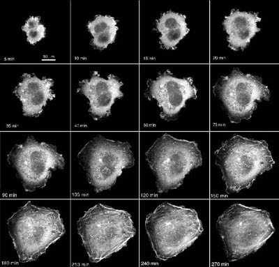 Confocal time lapse images showing a single cell attaching to a material surface.  The cell has been transfected with eGFP-actin to enable visualisation of the actin cytoskeleton.