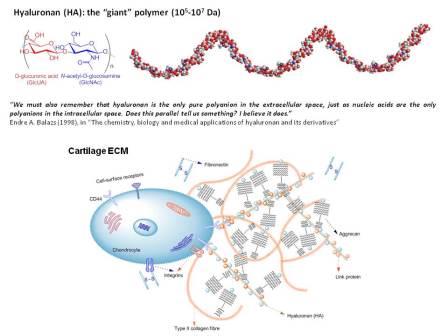 HA chemical structure and major constituents of cartilage matrix. Aggrecan is immobilized within the matrix by forming supramolecular aggregates with HA and link protein. This HA-aggrecan complex provides the tissue with its ability to respond to compressive loads. 