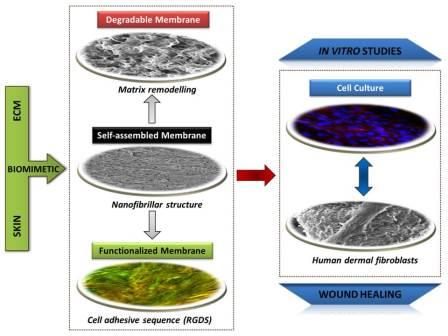 Self-assembled biomimetic membranes presenting different percentages of cell-adhesive ligands for culturing human fibroblasts under serum free conditions. “Hyaluronan and self-assembling peptides as building blocks to reconstruct the extracellular environment in skin tissue”, DS Ferreira, AP Marques, RL Reis, HS Azevedo, Biomater. Sci., 2013, 1, 952,  Reproduced by permission of The Royal Society of Chemistry (RSC) .