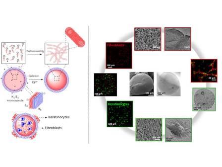 Peptide capsules, generated by electrostatic-driven self-assembly and microfluidics, allow co-culture of cells (fibroblasts and keratinocytes) and control of cell-matrix interactions. “Peptide-based microcapsules obtained by self-assembly and microfluidics as controlled environments for cell culture”, DS Ferreira, RL Reis , HS Azevedo, Soft Matter, 2013, 9, 9237, Reproduced by permission of The Royal Society of Chemistry (RSC) 