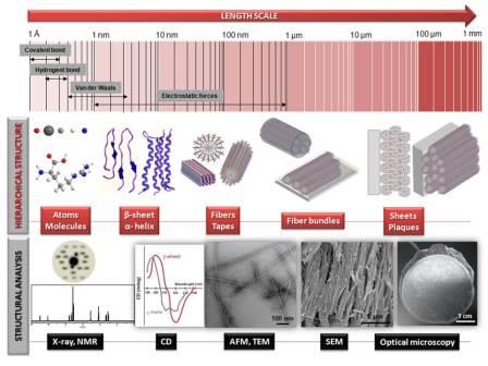 Length scales of the forces involved in self-assembly (first panel) and the hierarchical complex structures generated by peptide self-assembly (second panel). Spectroscopy and microscopy techniques used for structural characterization of peptide molecules and assemblies from the nanometer to centimeter length scales (third panel).  “Self-assembly in nature: using the principles of nature to create complex nanobiomaterials”, AC Mendes, ET Baran, RL Reis, HS Azevedo, WIREs Nanomed & Nanobiotechnol , Copyright © 2013,  John Wiley & Sons, Ltd./Inc.