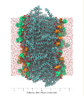 Molecular model of a bilayer membrane containing a mixture of DOPC and DOPE lipids.