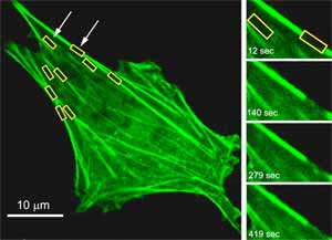 Analysis of actin turnover in stress fibres using confocal FRAP of GFP-actin