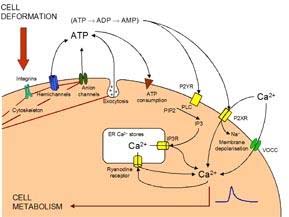 Mechanosensitive purinergic calcium signalling pathway